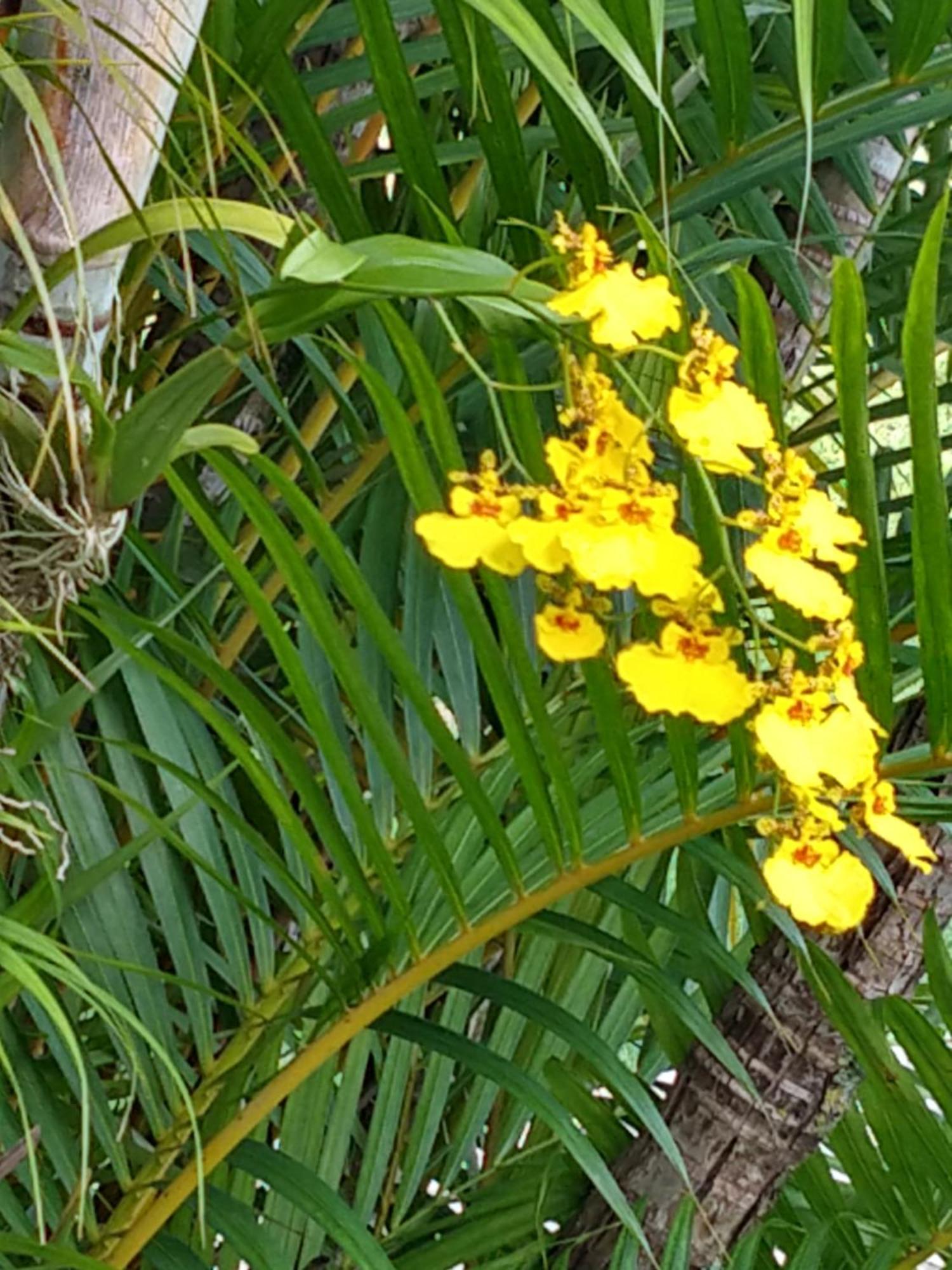 קונה Pousada Colar De Ouro מראה חיצוני תמונה